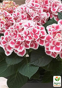LMTD Гортензия крупнолистная цветущая 3-х летняя "Saxon Candy Heart Pink" (30-40см)20