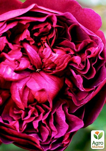 Роза английская "Shakespeare" (саженец класса АА+) высший сорт - фото 3
