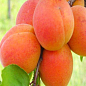 Абрикос "Петропавлівський" (літній сорт, пізній термін дозрівання)