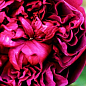 Троянда англійська "Shakespeare" (саджанець класу АА +) вищий сорт цена