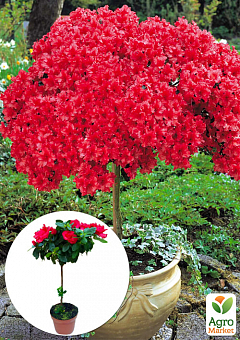 LMTD Рододендрон на штамбі квітучий 3-х річний "Red Baron" (40-60см)1
