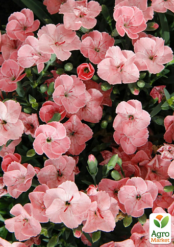 Гвоздика Китайська карликова "Peach Party" (контейнер № 10, висота 10 см)