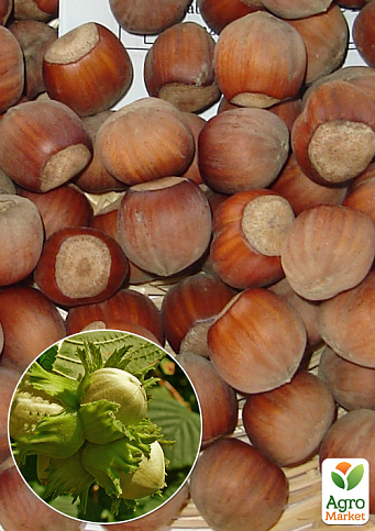 Фундук (In vitro) «Тонда ди Джиффони» (итальянский, высокоурожайный, ранний сорт)