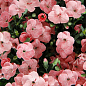 Гвоздика Китайська карликова "Peach Party" (контейнер № 10, висота 10 см)