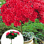 LMTD Рододендрон на штамбі квітучий 3-х річний "Red Baron" (40-60см)