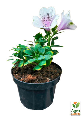 Альстромерия inticancha "Moon" (выращено in-vitro) С1,5 - фото 5