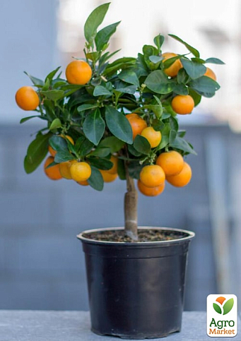 LMTD Клементин на штамбе с плодом 3-х летний "Oriana" (30-60см) - фото 5