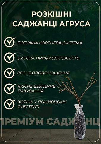 Крыжовник "Элегант" (средне-ранний срок созревания) - фото 2