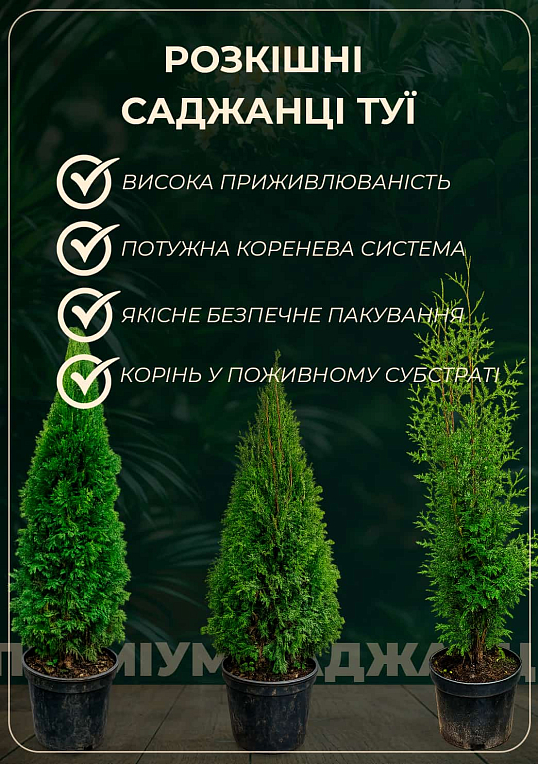 Туя західна "Anniek" (вазон Р9, висота 10-15 см) - фото 2
