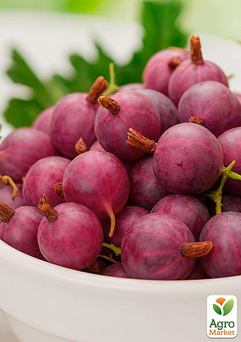 Крыжовник "Карамелька" (поздний срок созревания, один из самых вкусных сортов) - фото 4