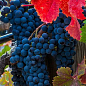 Виноград "Чорна Перлина" (винний сорт, ранньо-середній термін дозрівання, морозостійкий)