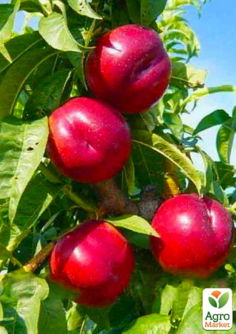 Нектарин "Крымчанин" (лысый персик, летний сорт, поздний срок созревания)