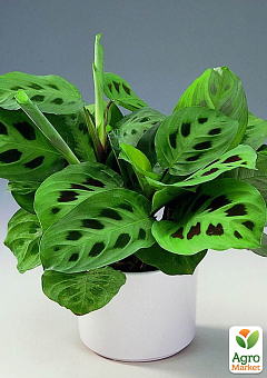 Маранта "Kerchoveana"1