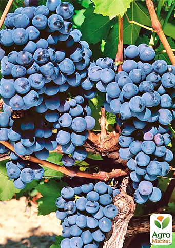Виноград "Маркетт" (винний сорт, хворобостійкий, морозостійкий) 