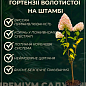 Гортензия метельчатая на штамбе "Skyfall" С3, высота 80-130см купить