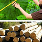 Павловнія для деревини "Paulownia Energy" (Морозостійкий Superhybrid 33С) цена