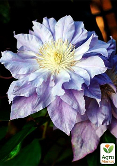 Клематис 3-х летний "Azure Ball" С28