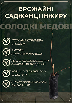 Инжир "Брева" (крупноплодный, самоплодный сорт)13