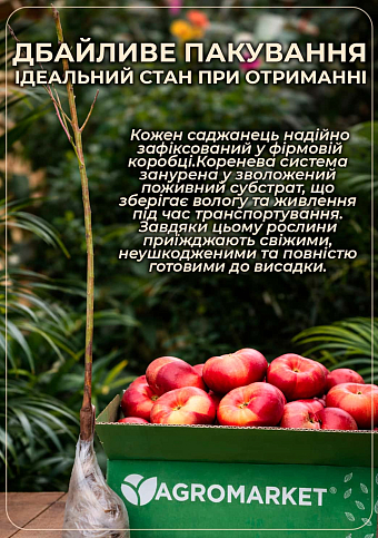 Нектарин инжирный пирамидальный "Концеттина" 1саженец в упаковке. - фото 3