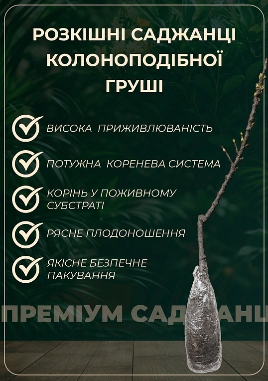 Эксклюзив! Груша колоновидная нежного желто-зеленого оттенка "Люси" (Lucy) (премиальный, позднеосенний сорт)