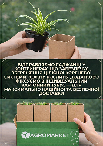 Нефролепіс "Green Lady" (папороть кімнатна) - фото 3