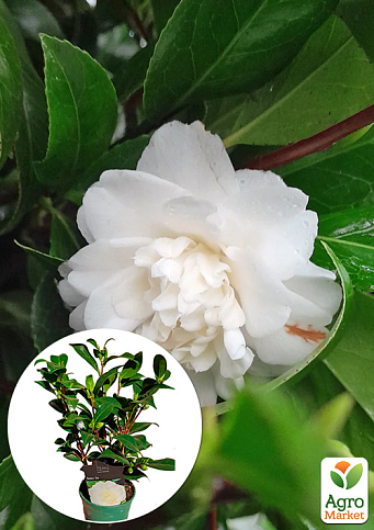 LMTD Камелия цветущая японская 2-х летняя "Baby Sis" (высота 30-40см)