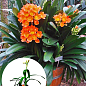 Клівія "Clivia miniata" (вічнозелена багаторічна кімнатна рослина)