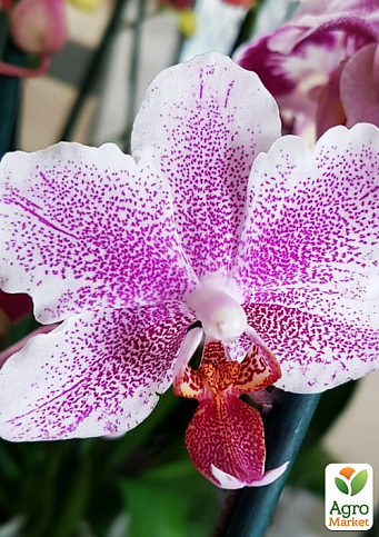 Орхідея (Phalaenopsis) "Amsterdam" висота 60-70см - фото 5