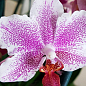 Орхідея (Phalaenopsis) "Amsterdam" висота 60-70см