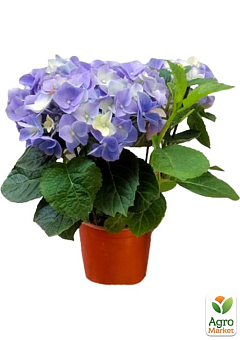 LMTD Гортензия крупнолистная цветущая 3-х летняя "Early Blue" (30-40см)5