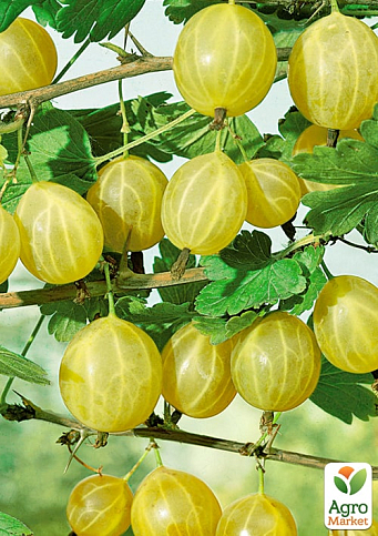 Крыжовник "Василько" (средне-ранний срок созревания)