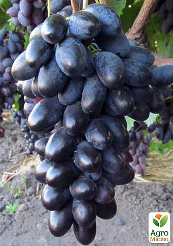 Виноград "Велика" (середньо-ранній термін дозрівання) - фото 3
