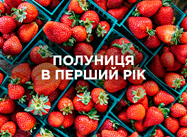 Полуниця в перший рік — сорти, посадка й догляд для врожаю | Agro-market