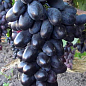 Виноград "Велика" (середньо-ранній термін дозрівання) цена