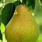 Груша "Вера" (зимний сорт, поздний срок созревания) купить