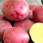 Картопля "Рікарда" насіннєва рання (1 репродукція) 1кг