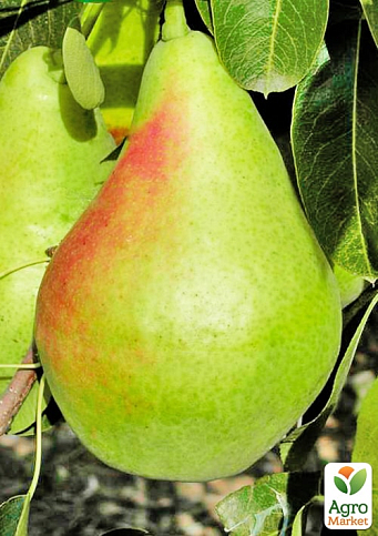 Груша "Смеричка" (зимний сорт, поздний срок созревания) - фото 4