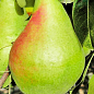 Груша "Смеричка" (зимний сорт, поздний срок созревания)