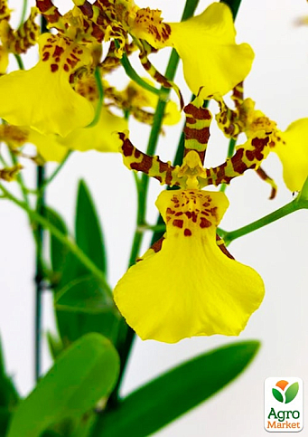 Орхидея Камбрия "Honey Bee" - фото 4