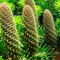 Ялиця Біла (Abies Alba) горщик P9 купить