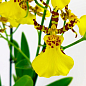 Орхидея Камбрия "Honey Bee"