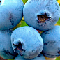 Голубика (черника садовая) 2 года "Эрлиблю" С1,5  высота 50-60см цена