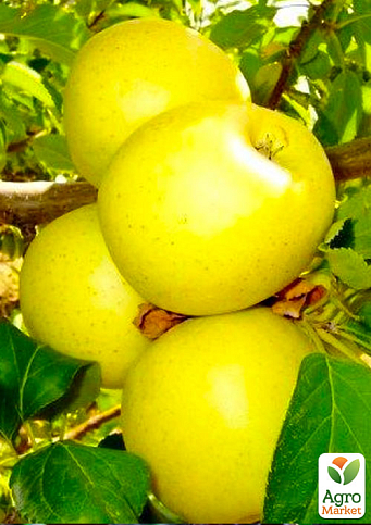Эксклюзив! Яблоня золотисто-желтая "Бисер" (Beads) (премиальный круплоплодный сорт, высокая лежкость)