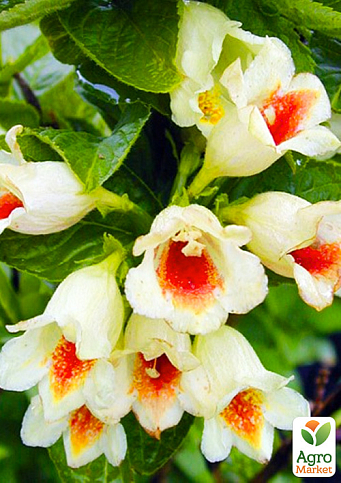 Вейгела "Миддендорфа" (Middendorffiana) - фото 6