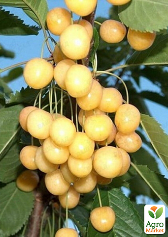 Черешня колоновидная желтая "Мертон Глори" (крупноплодный, сладкий сорт) - фото 2