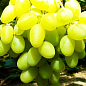 Виноград "Ландыш" (средний срок созревания, цветки обоеполые, опыление беспроблемное) цена