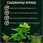 Пихта Греческая 3-х летняя "Abies cephalonica" (высота 20-30см)