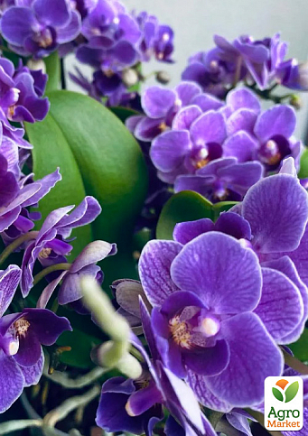 Орхідея (Phalaenopsis) «Cascade Violet» - фото 3