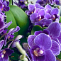 Орхідея (Phalaenopsis) «Cascade Violet» цена