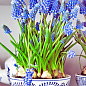 Мускари "Armeniacum" укоренённые